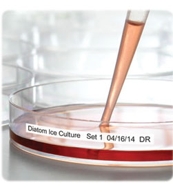 Preparación y pruebas con muestras